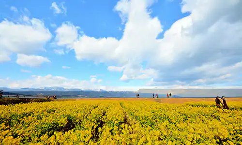 🌼 제1 나기사 공원 (다이이치 나기사 코엔) 이미지 9